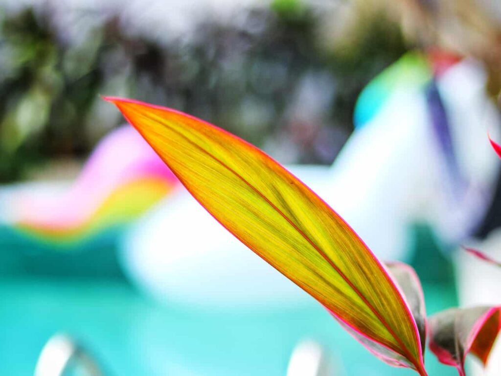 FAQs about villa carissa. Experience the Ultimate Bali Holiday at Villa Carissa, Seminyak Center: Book Your Exclusive 3-Bedroom Private Pool Villa. Featuring a Private Enclosed Garden and Swimming Pool in the Heart of Seminyak, Bali