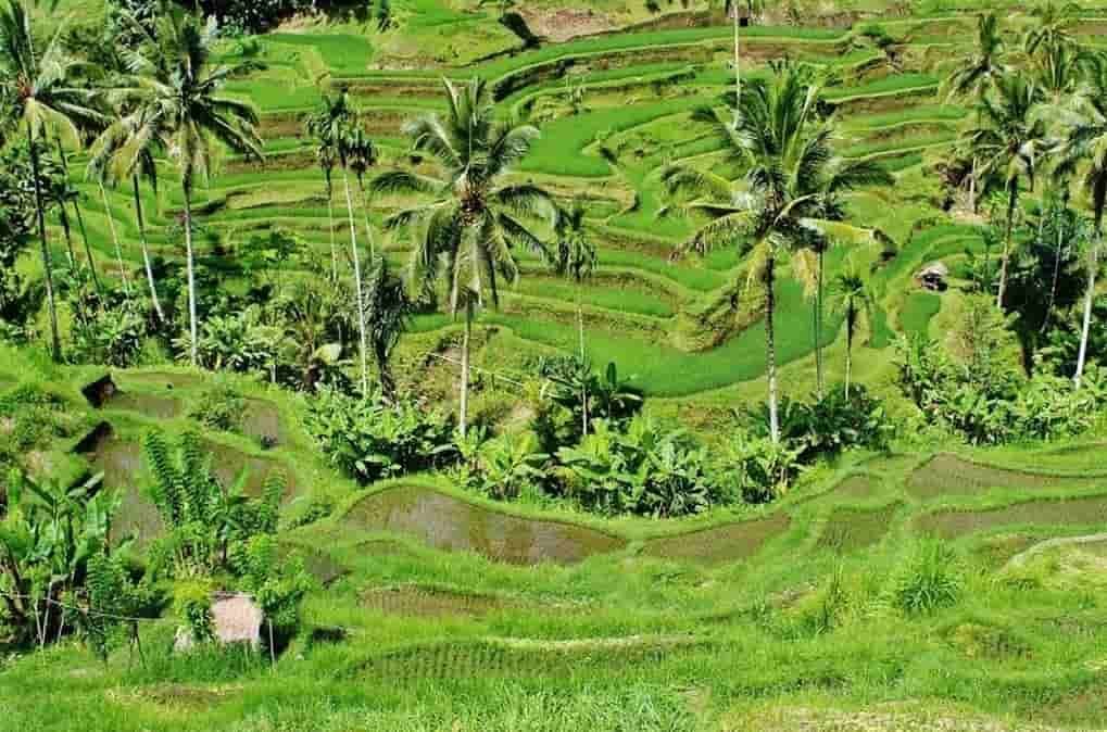 Ubud bali