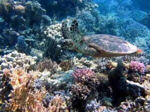 Best dive spots in bali