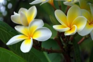 Frangipani most famous flowers in bali