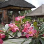 Ideas for day trips in south bali