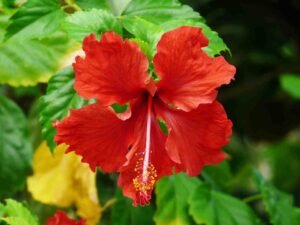 Sustainability at villa carissa